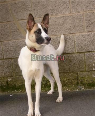 Виола. Грациозная собачка в хорошие руки (Питер) Санкт-Петербург