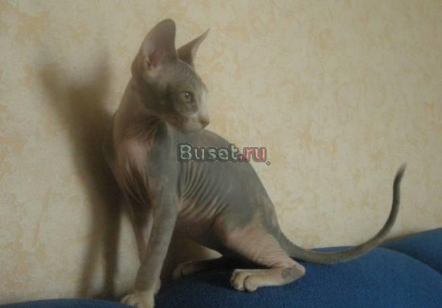 Котята породы Канадский сфинкс Москва