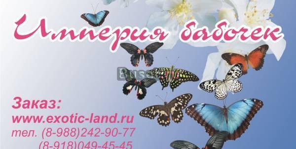 Живые тропические бабочки Краснодар