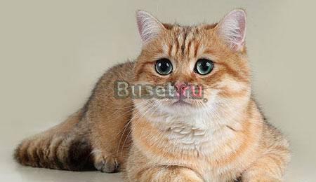 Золотая шиншилла Тюмень
