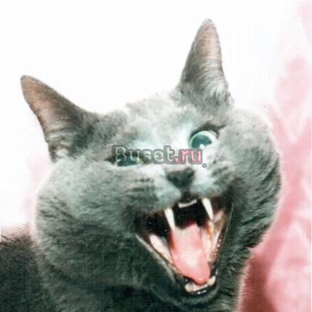 Видео-фотосъёмка в садах, школах Москва