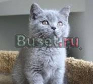Выставка котят ВВЦ пав N 64 Москва