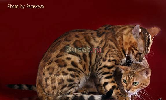 Бенгальские кошки, бенгальские котята Санкт-Петербург