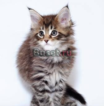 котята мейн кун Москва