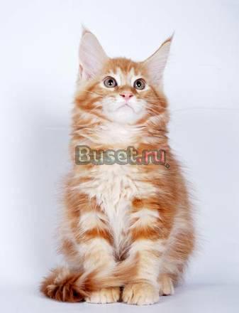 котята Воронеж