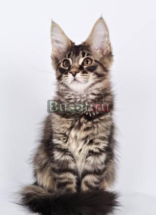котята мейн кун Москва