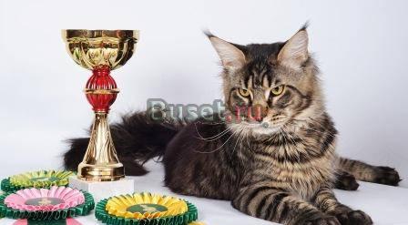 котята мейн кун Воронеж