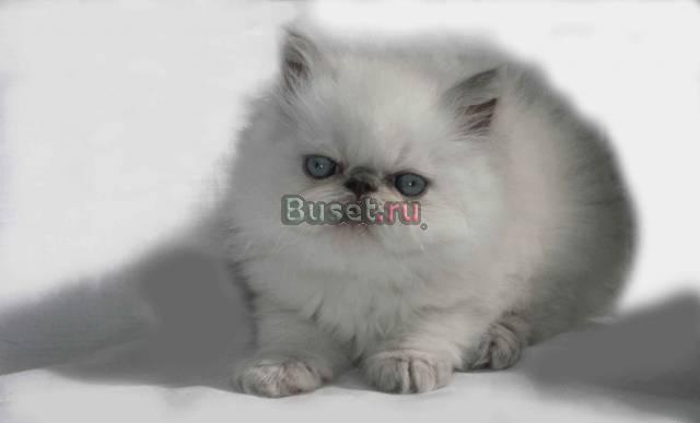 Персидский мальчик лилакпойнт Санкт-Петербург