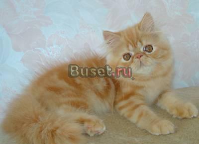 Персидские котята окрас красный мраморный Москва
