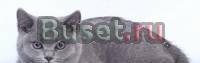 Котята 1 месяц и 5 месяцев Санкт-Петербург