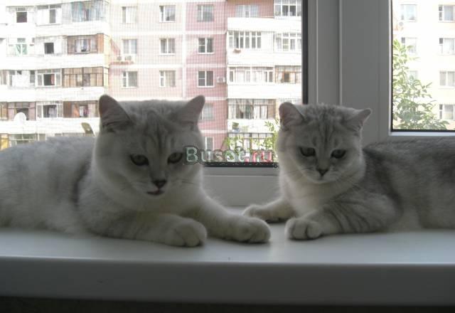 "Плюшевые британские котята" Москва