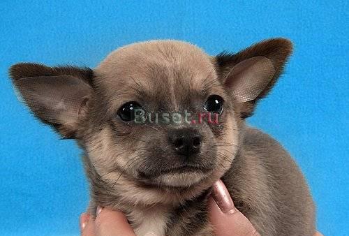 Щенок чихуахуа  2 месяца с документами  торг Москва