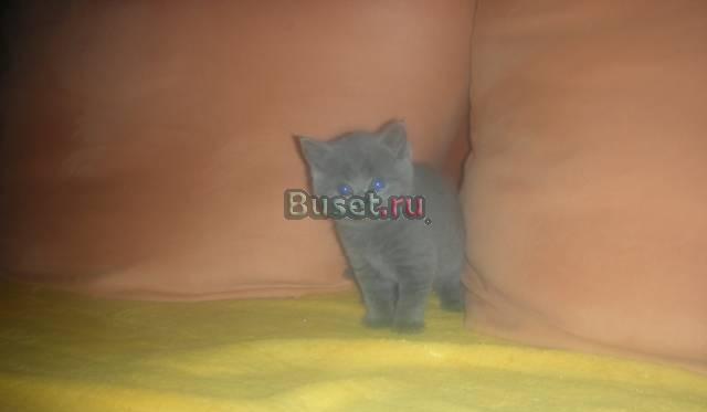 Британский котенок Москва