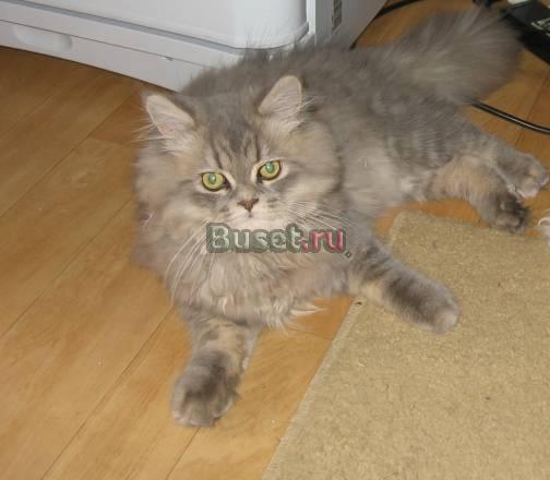 Котик 6 мес, серебристая шиншилла Москва