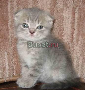 Шотландские вислоухие котята Москва