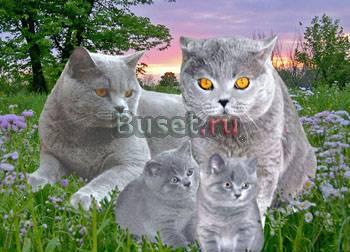 Выставка котят ВВЦ пав N 64 Москва