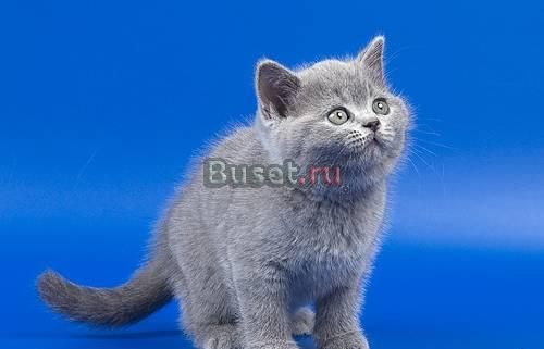Британские котята голубые и лиловые Москва
