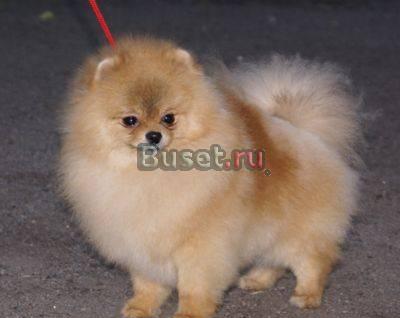 Немецкий миниатюрный шпиц Москва