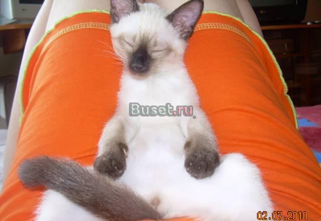 Тайские (старотипные сиамские) котята Москва