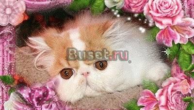 Silver spell  exotic blues - п-ки персов и экзотов Санкт-Петербург