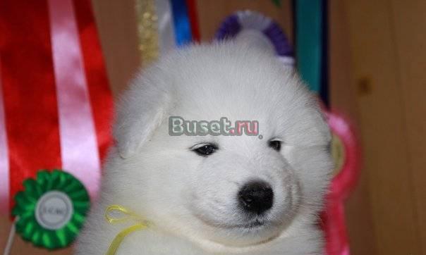 Щенок самоедской лайки с родословной Вологда