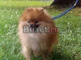 Померанский шпиц для вязки Москва