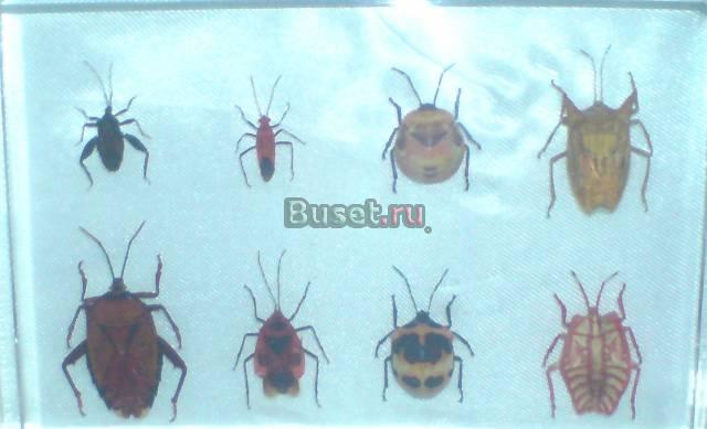 Насекомые и их знакомые Москва