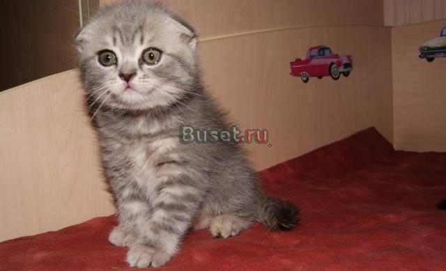 Продам Продам котят скотиш страйт и фолд в Челябин Челябинск