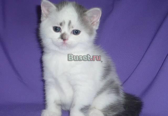 Шотландские котята редких окрасов Москва