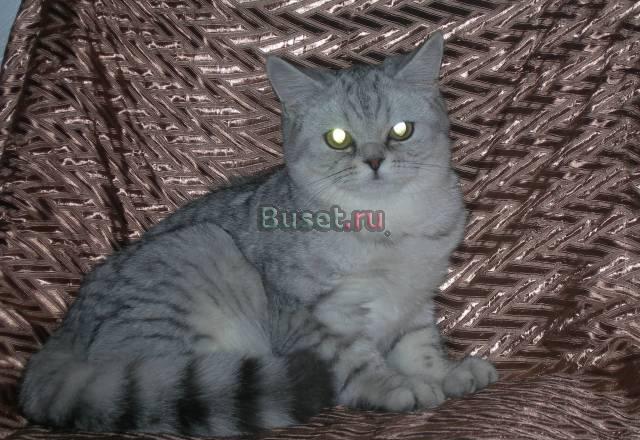 Чистокровная Британская королева Orhideia Тамбов