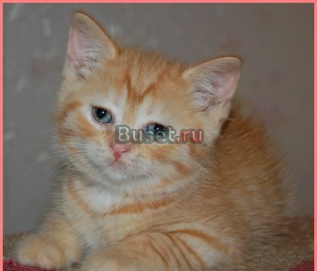 Шотландский  котик, скоттиш-страйт Санкт-Петербург