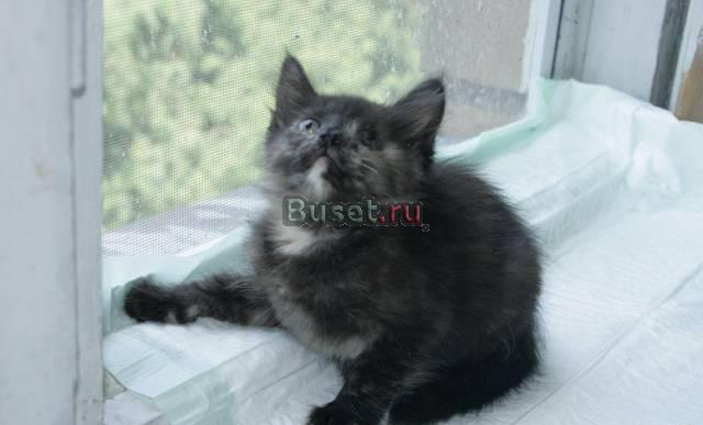 Котенок в дар Москва