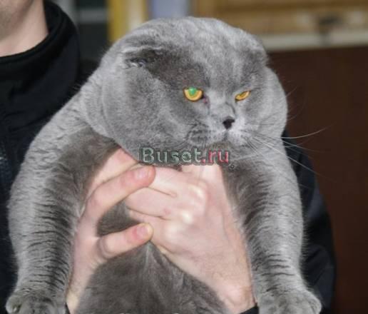 Вислоухий кот, окрас голубой, вязка Москва