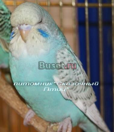Выставочные волнистые попугайчики  чехи Новосибирск