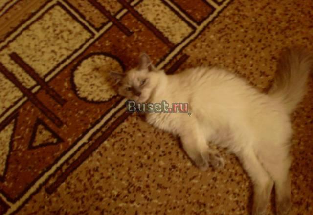Невские маскарадные котята Москва