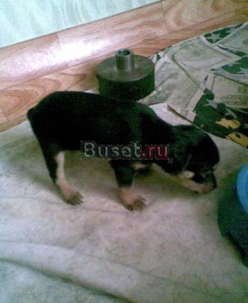 Щеночки тойчиков Красноярск