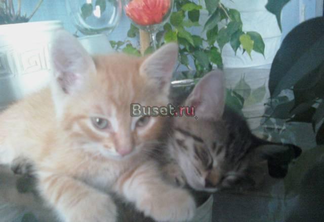Отдам в добрые руки Ульяновск