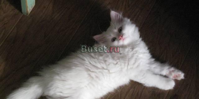 Голубоглазая Турчанка Санкт-Петербург