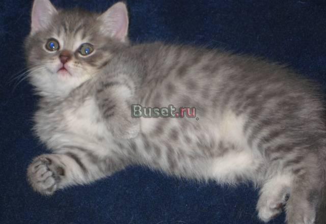Шотландский  кот Москва