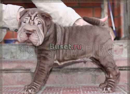 Купить шарпея прямо онлайн из питомника Москва