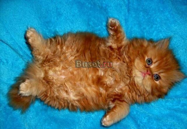 Котик и кошечка Персидские Чистопородные Санкт-Петербург