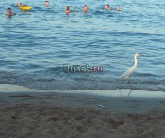 Рядом с морем, на черноморском побережье России Санкт-Петербург