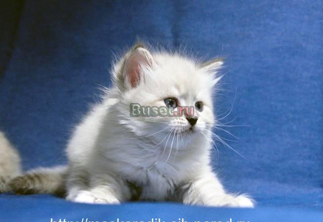 Котята шоу класса Неевская маскарадная Королев