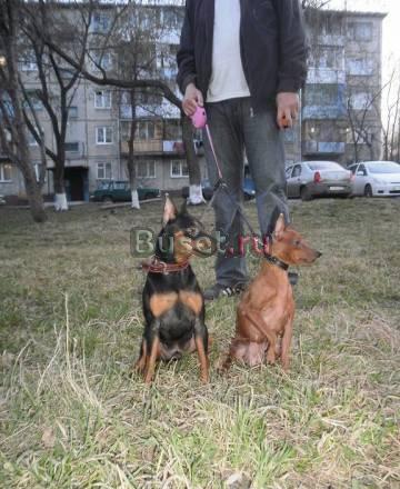 Щенки Цвергпинчера Томск