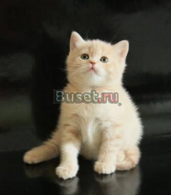 Шотландские котята от Чемпиона Мира Тюмень