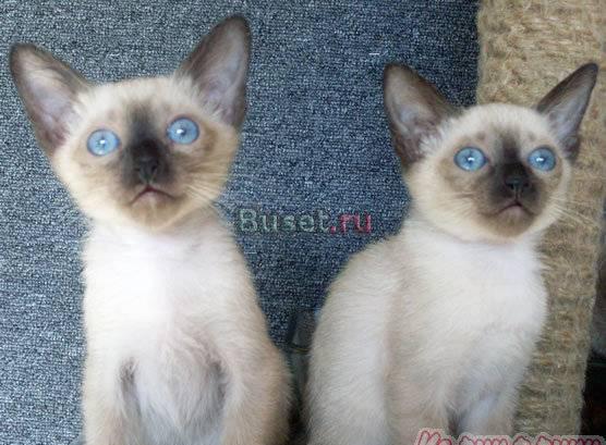 Сиамские котята Москва