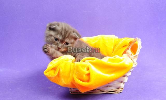 Шотландский вислоухий котик Санкт-Петербург