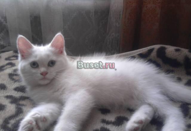 Котёнок в хорошие руки Воронеж