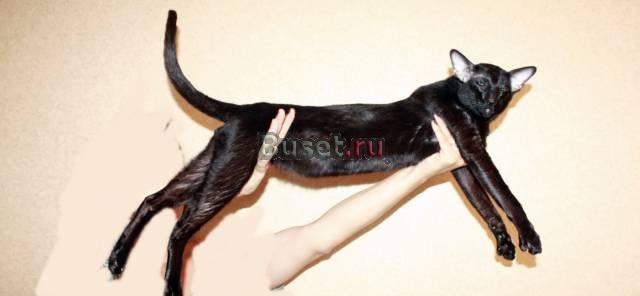 Кот Ориентальной породы Москва