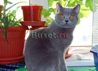 Кошечка-страйт ищет шоколадного кота для вязки Москва
